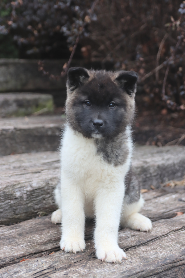 Akita husky deals mix for sale