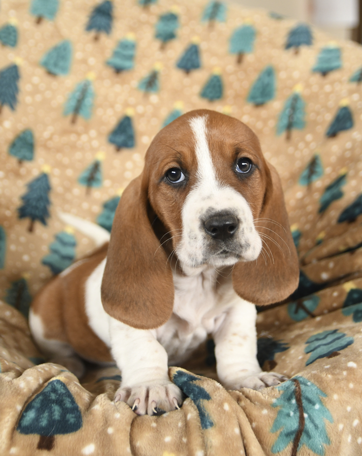 Basset hound sales heeler mix