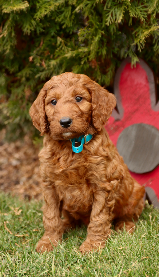 Irish doodle puppies sales near me