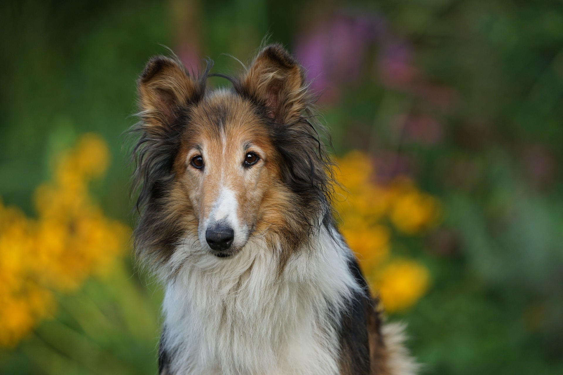 Shadow & Lassie Dogs