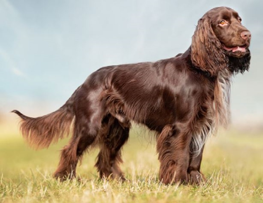Photo of Field Spaniel