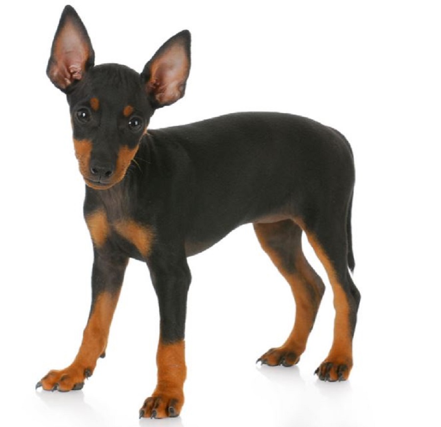 Manchester Terrier Toy Puppies For