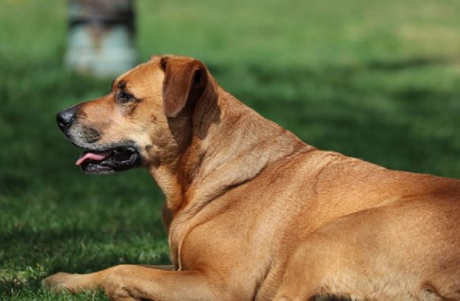 Photo of Mountain Cur