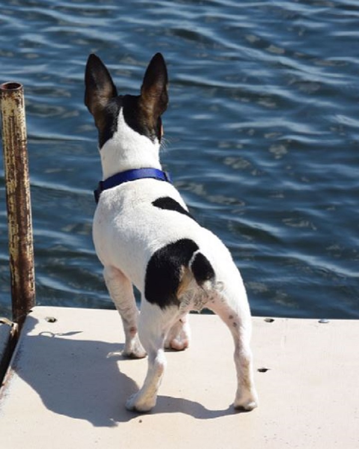 Teddy Roosevelt Terrier