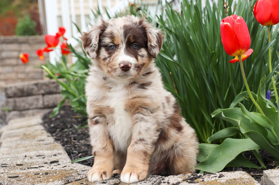 Photo of Miniature Australian Shepherd