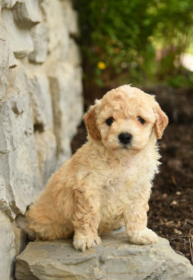 black bichon frise poodle mix puppies