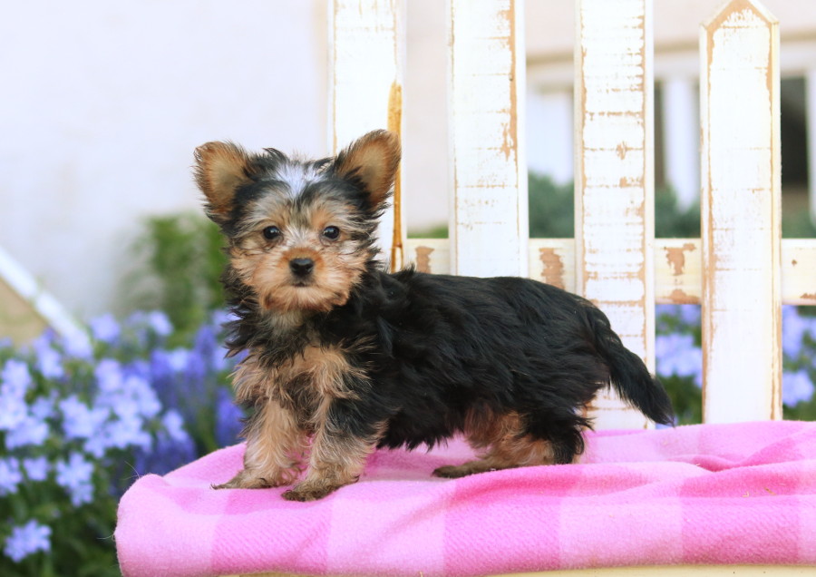 Biewer yorkie deals puppies for sale