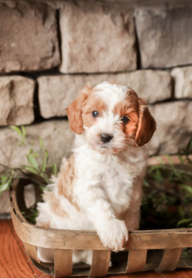 Photo of Cavapoo