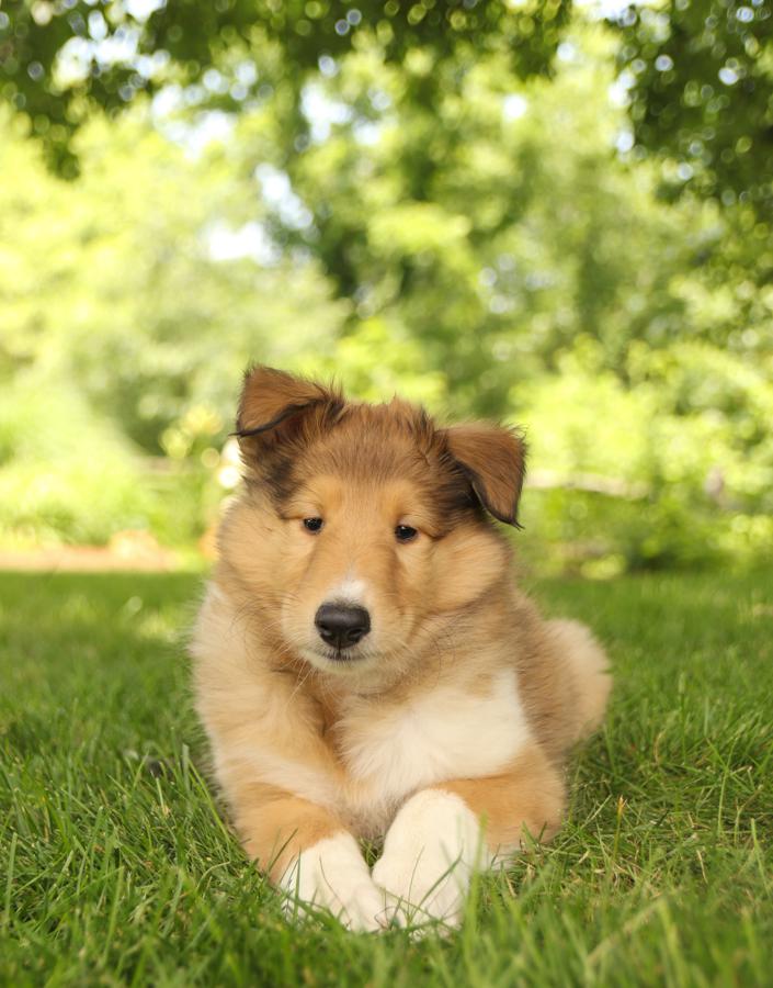 Long haired collie hot sale puppies for sale