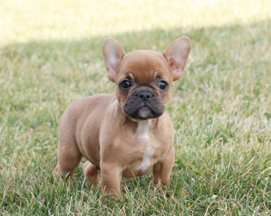 Provo, Blue and Tan French Bulldog Male