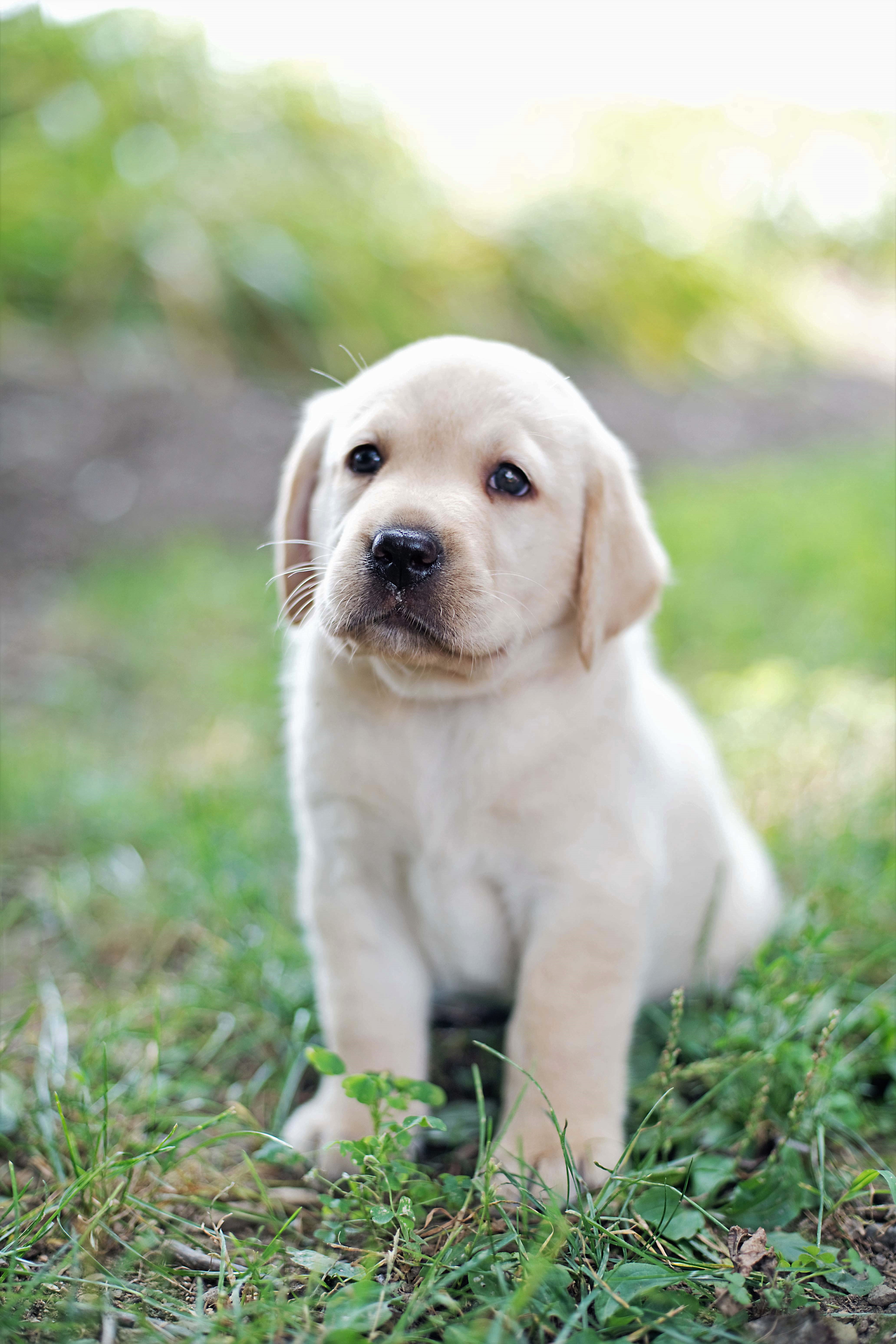 Healthy deals labrador puppy