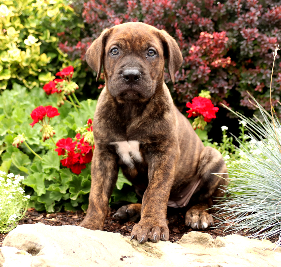 Photo of Perro De Presa Canario