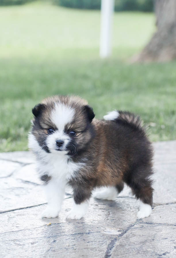 black and brown pomeranian puppies