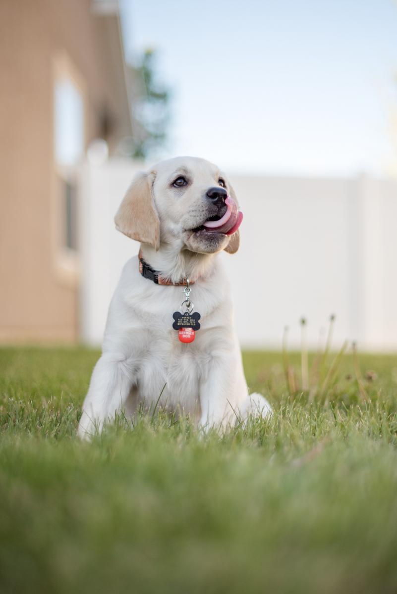 Yellow Labrador Retriever puppy sitting in a backyard