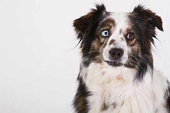 White, brown, and black Australian Shepherd with different colored eyes