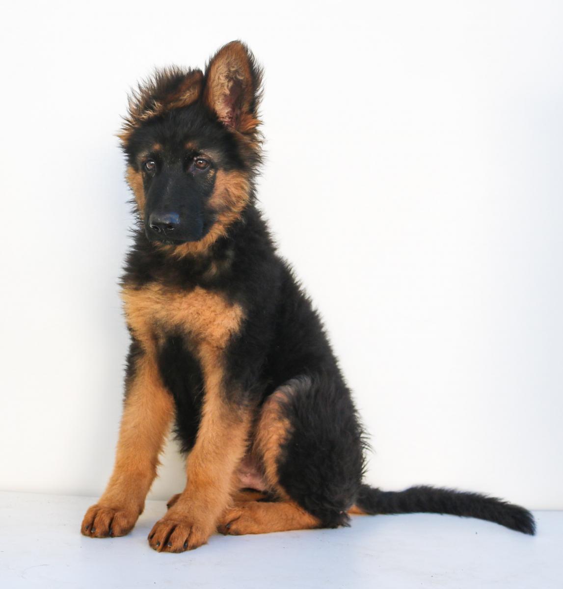 German Shepherd puppy