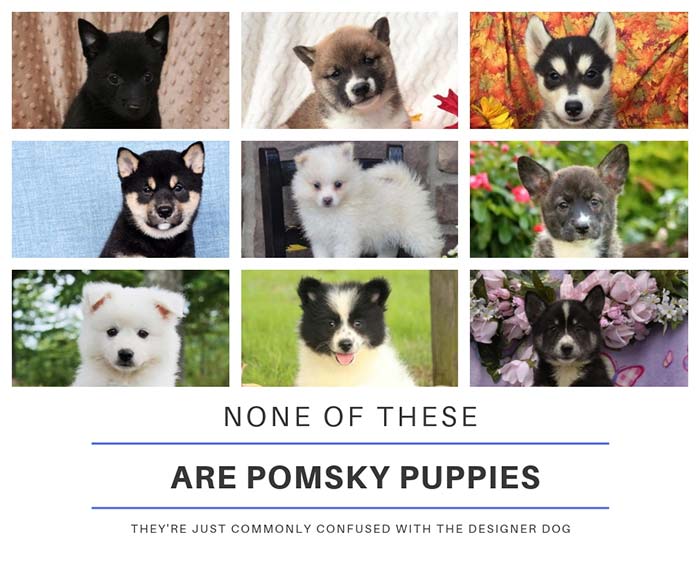 Collage of dog breeds confused with pomsky puppies