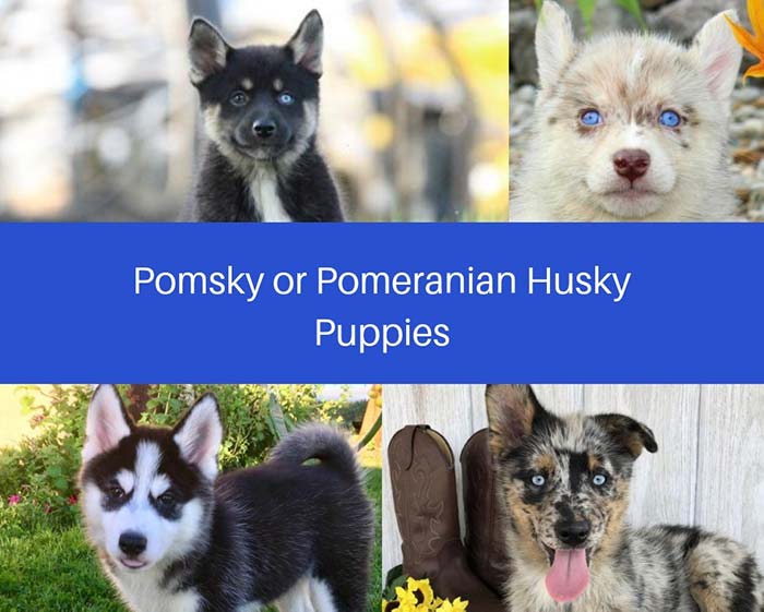 Collage of Pomsky puppies