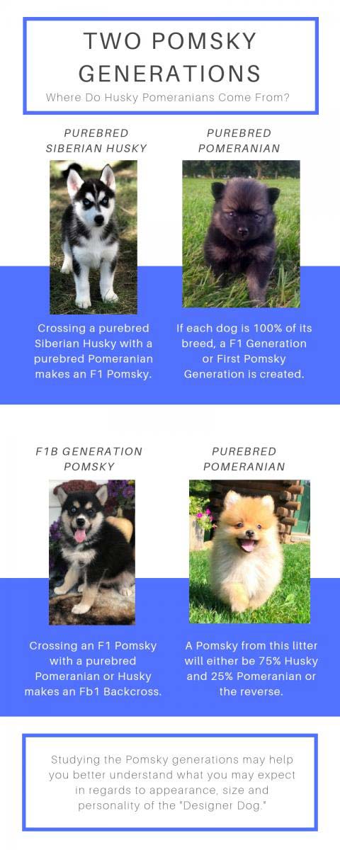 Pomsky generations