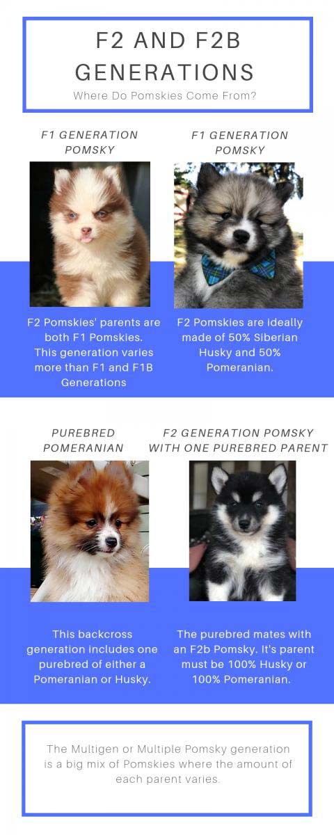 f2 generation pomsky puppiess