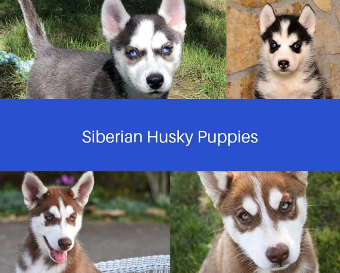 Siberian Husky and Mini Husky Puppies