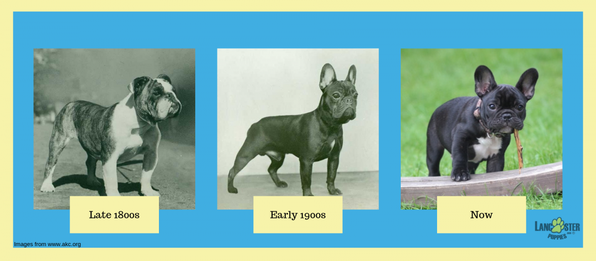 french bulldog appearance throughout history