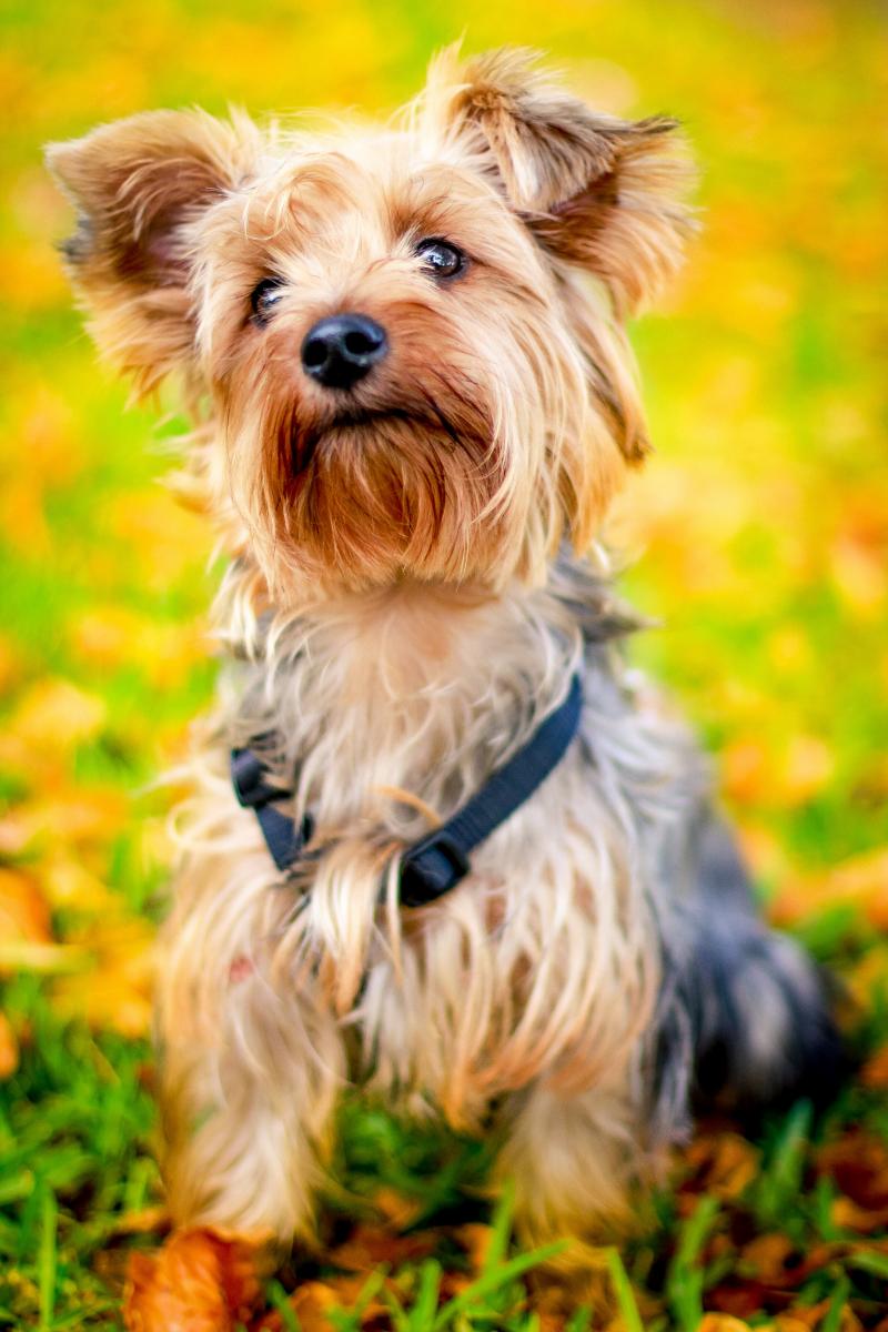 Close up of a Yorksire Terrier