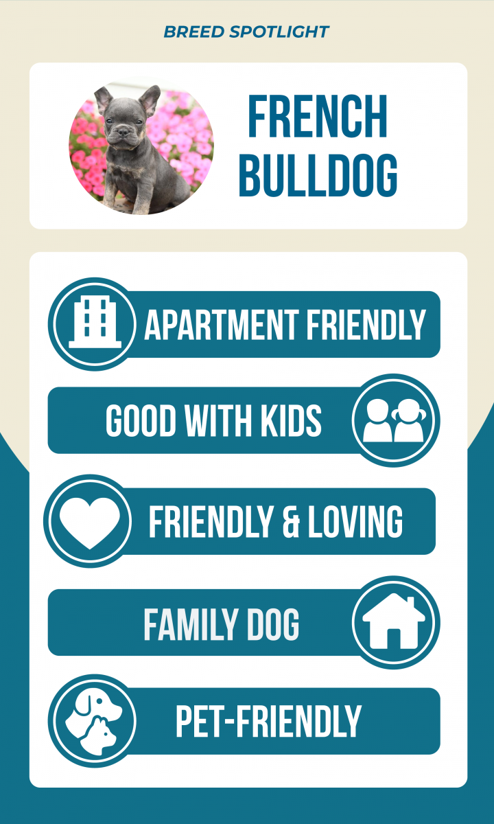 Lancaster Puppies French Bulldog breed spotlight infographic: apartment friendly, good with kids, friendly & loving, family dog, pet-friendly