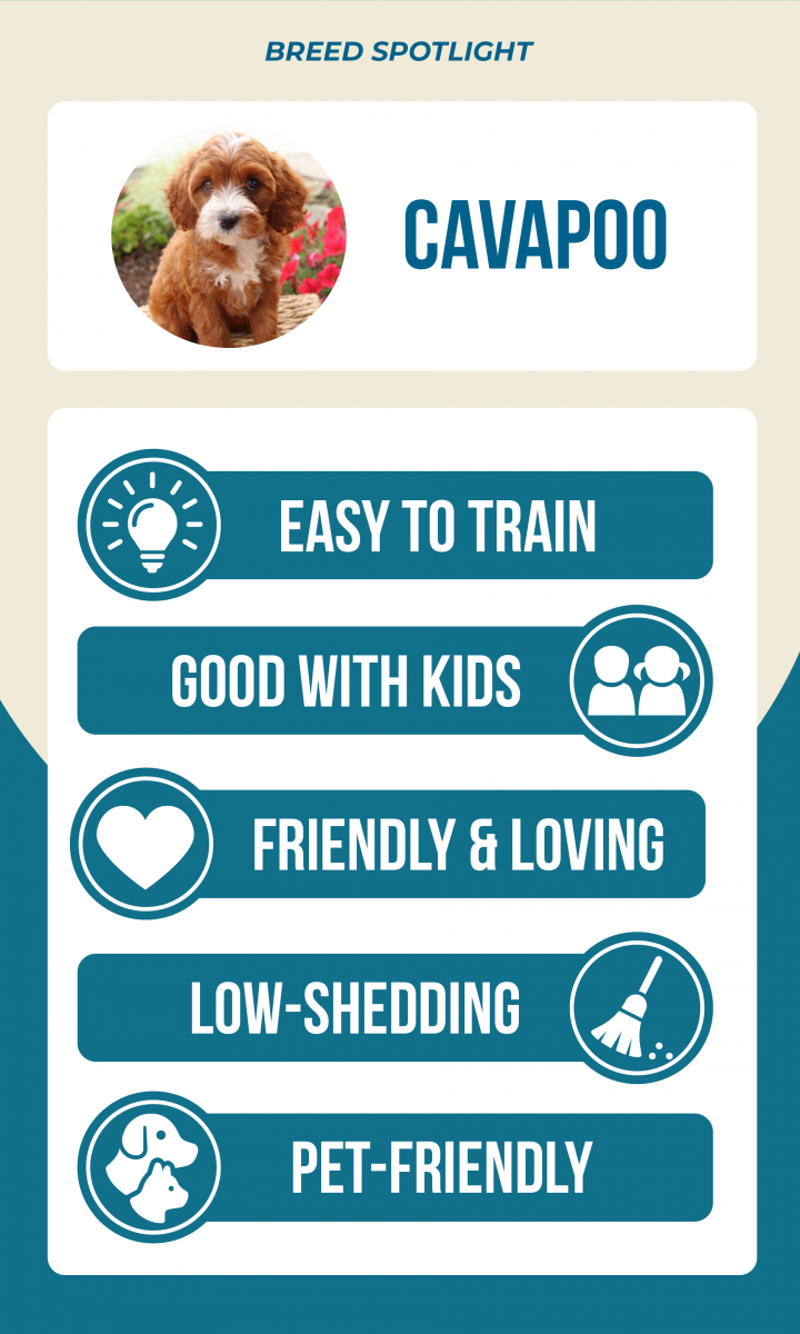 Lancaster Puppies Cavapoo breed spotlight infographic: easy to train, good with kids, friendly & loving, low-shedding, pet-friendly