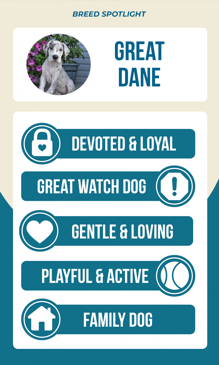 Lancaster Puppies Great Dane Breed Spotlight Infographic: devoted & loyal, great watch dog, gentle & loving, playful & active, family dog