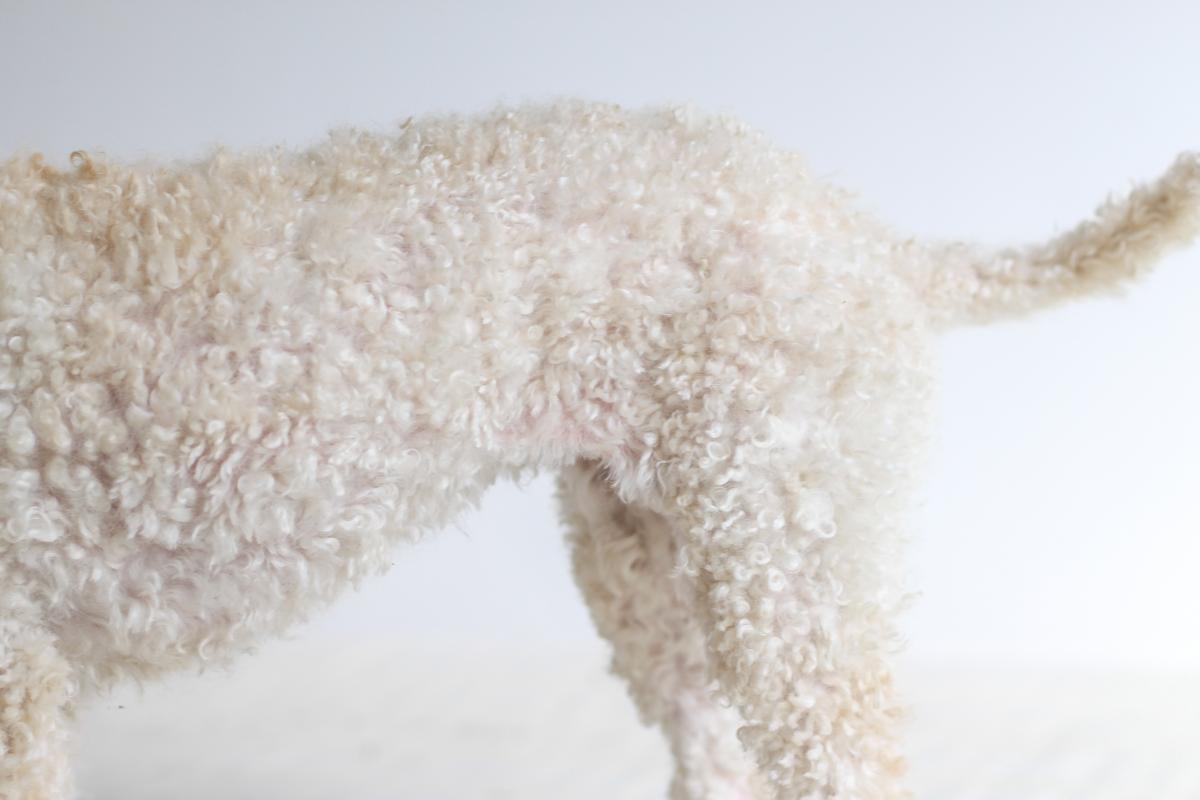 Close up of a Poodle's curly white coat