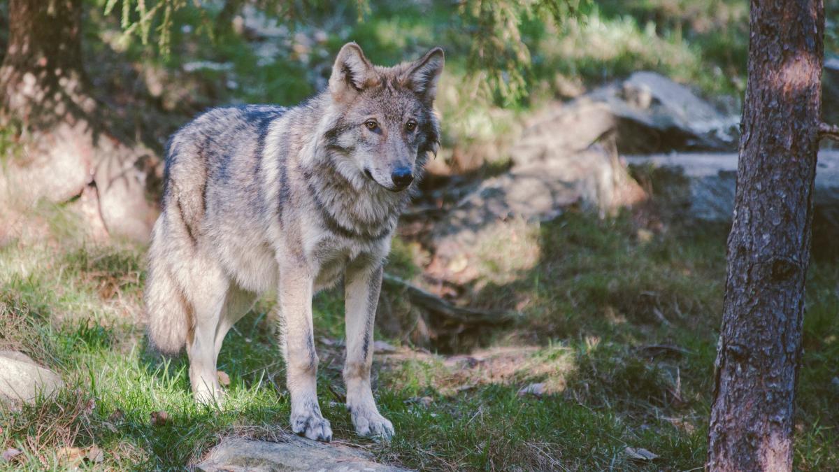 Wolf standing among rocks and trees