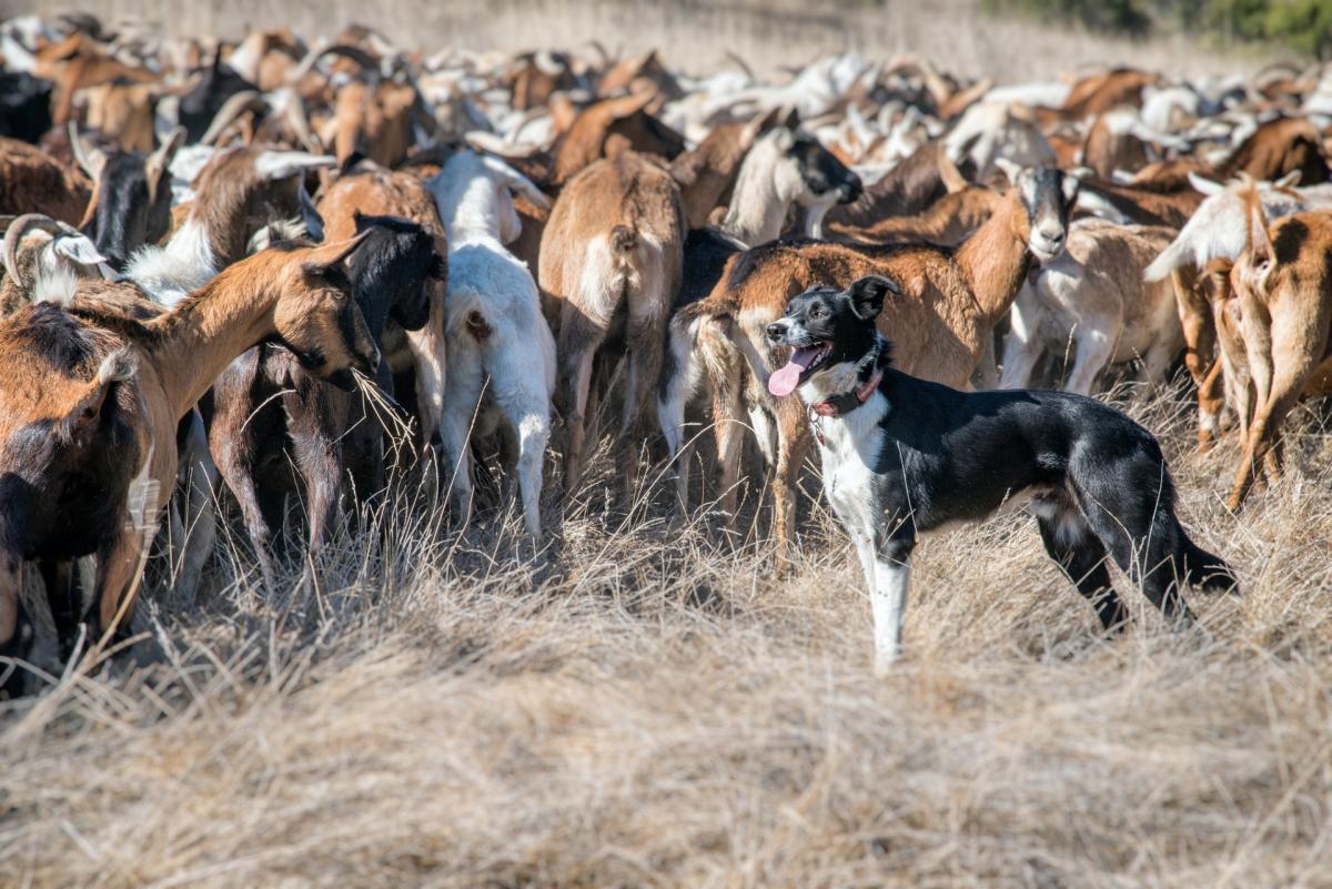 Border Collie standing next to a flock of goats