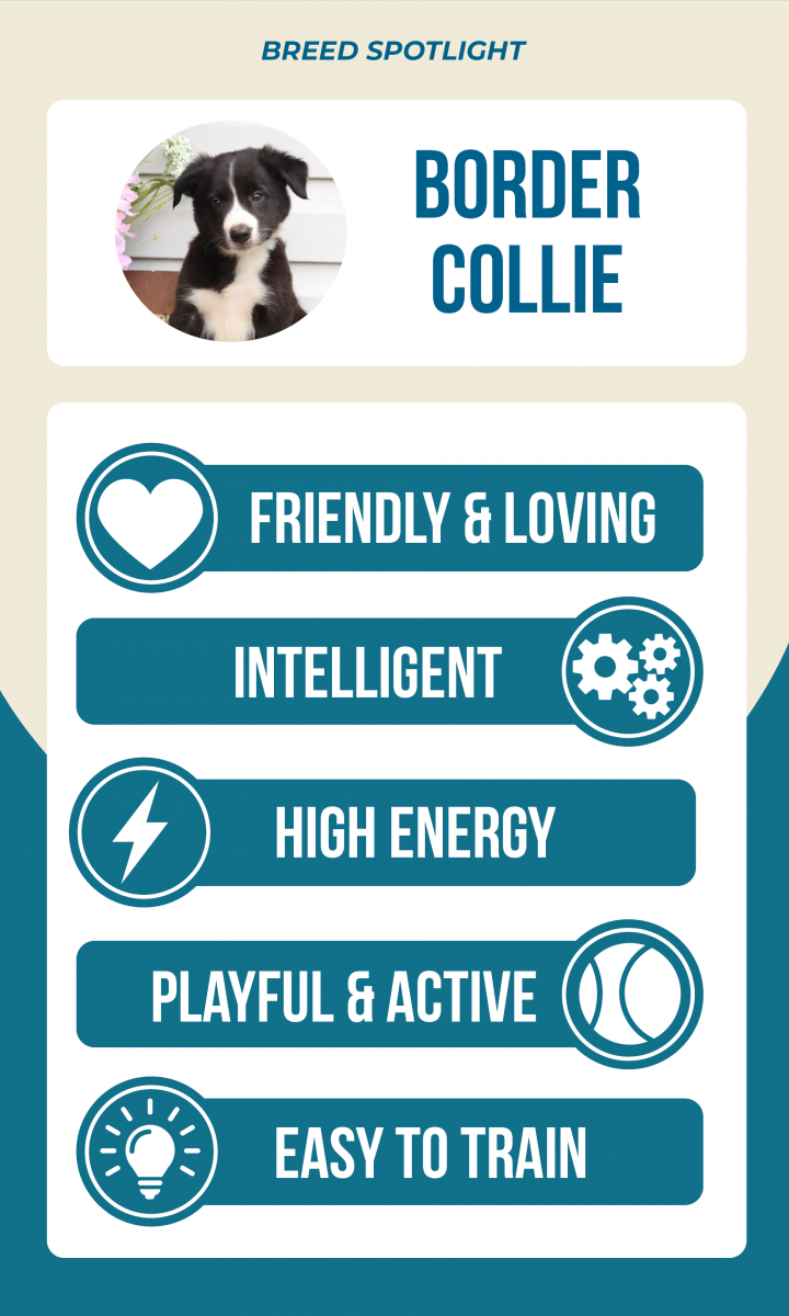 Lancaster Puppies Border Collie breed spotlight infographic: friendly & loving, intelligent, high energy, playful & active, easy to train