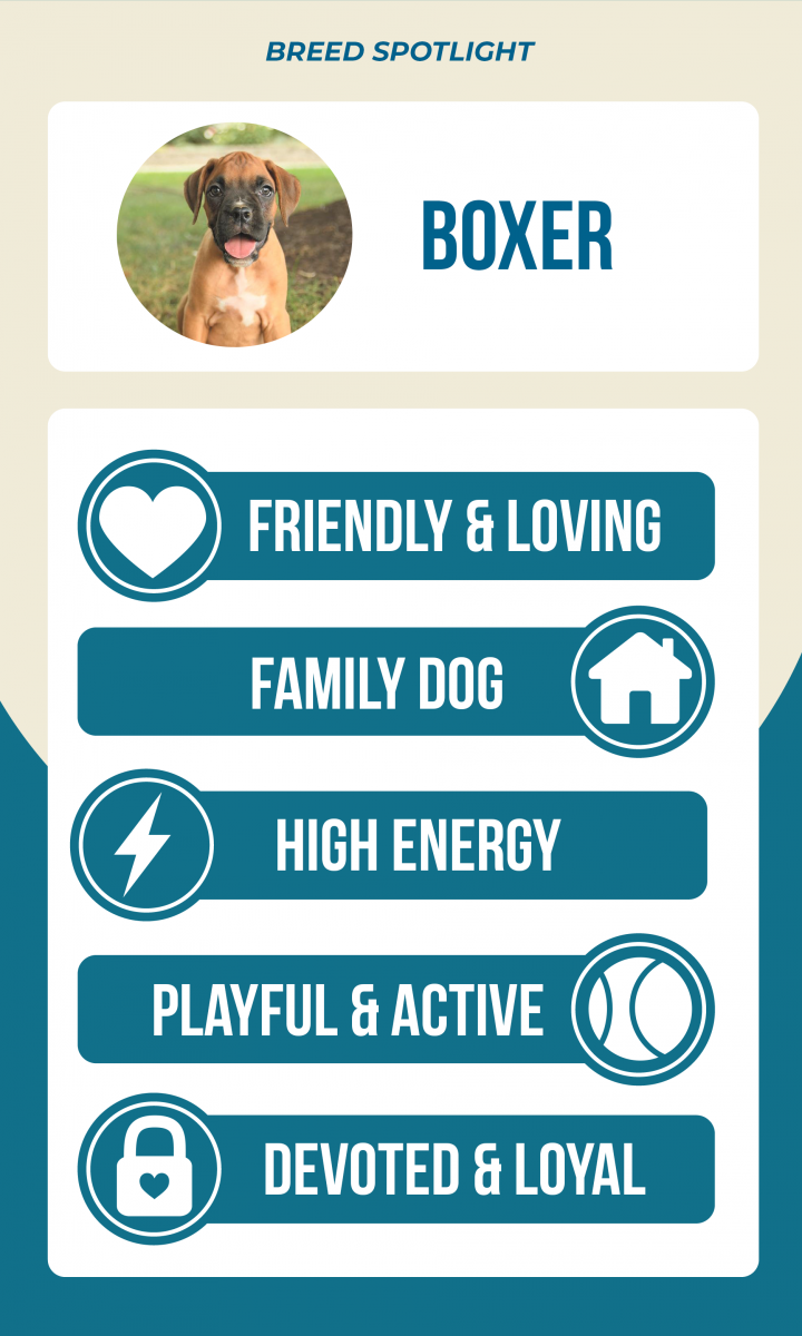 Lancaster Puppies Boxer breed spotlight infographic: friendly & loving, family dog, high energy, playful & active, devoted & loyal