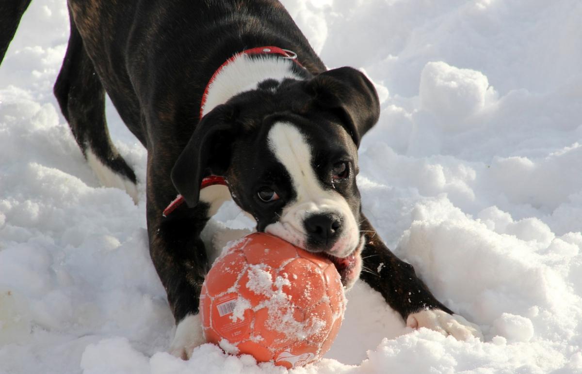 Black and white boxer puppy playing