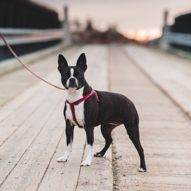 Boston Terrier with a red leash