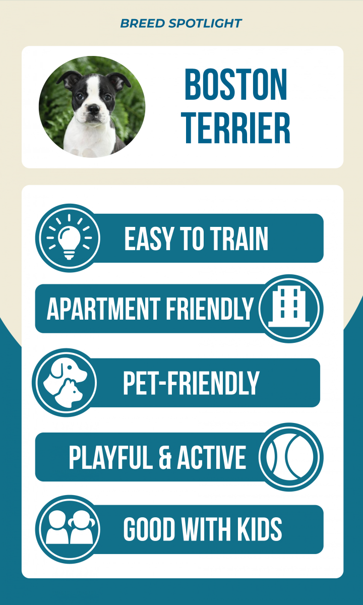 Lancaster Puppies Boston Terrier breed spotlight infographic: easy to train, apartment friendly, pet-friendly, playful & active, good with kids