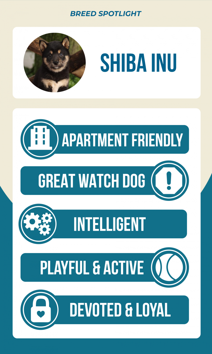 Lancaster Puppies Shiba Inu breed spotlight infographic: apartment friendly, great watch dog, intelligent, playful & active, devoted & loyal