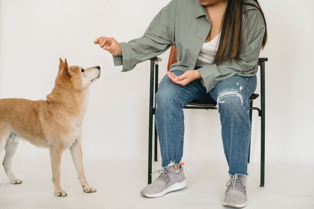 Person giving a brown and white Shiba Inu a treat