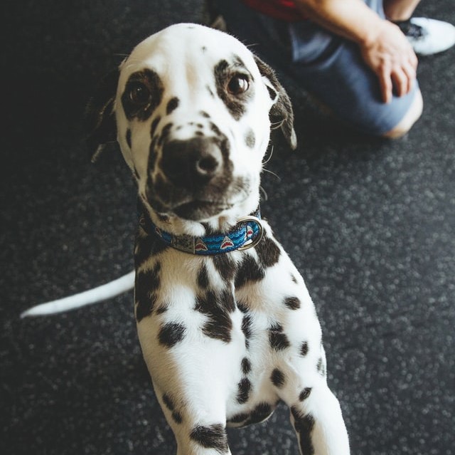 Dalmatian puppy with a blue collar