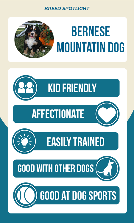 Lancaster Puppies' Bernese Mountain Dog breed spotlight infographic: kid friendly, affectionate, easily trained, good with other dogs, good at dog sports