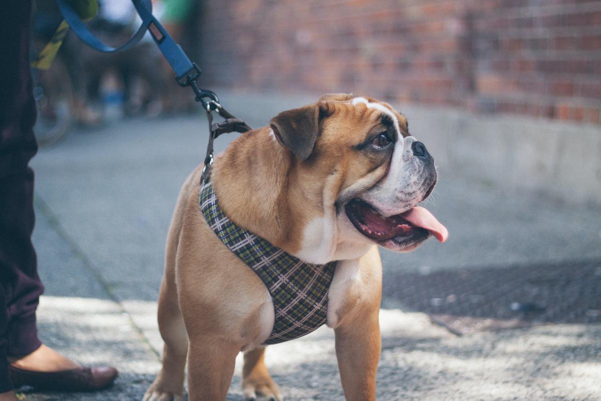 Bulldog wearing harness and leash