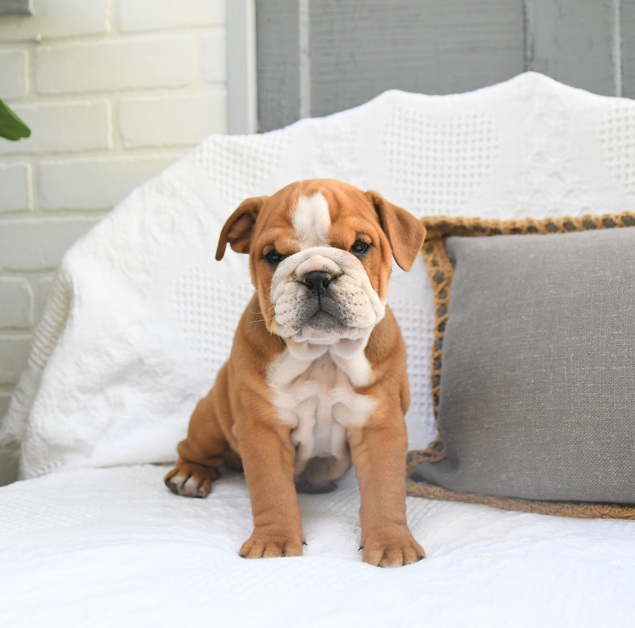 Brown and white English Bulldog puppy sitting on chair.