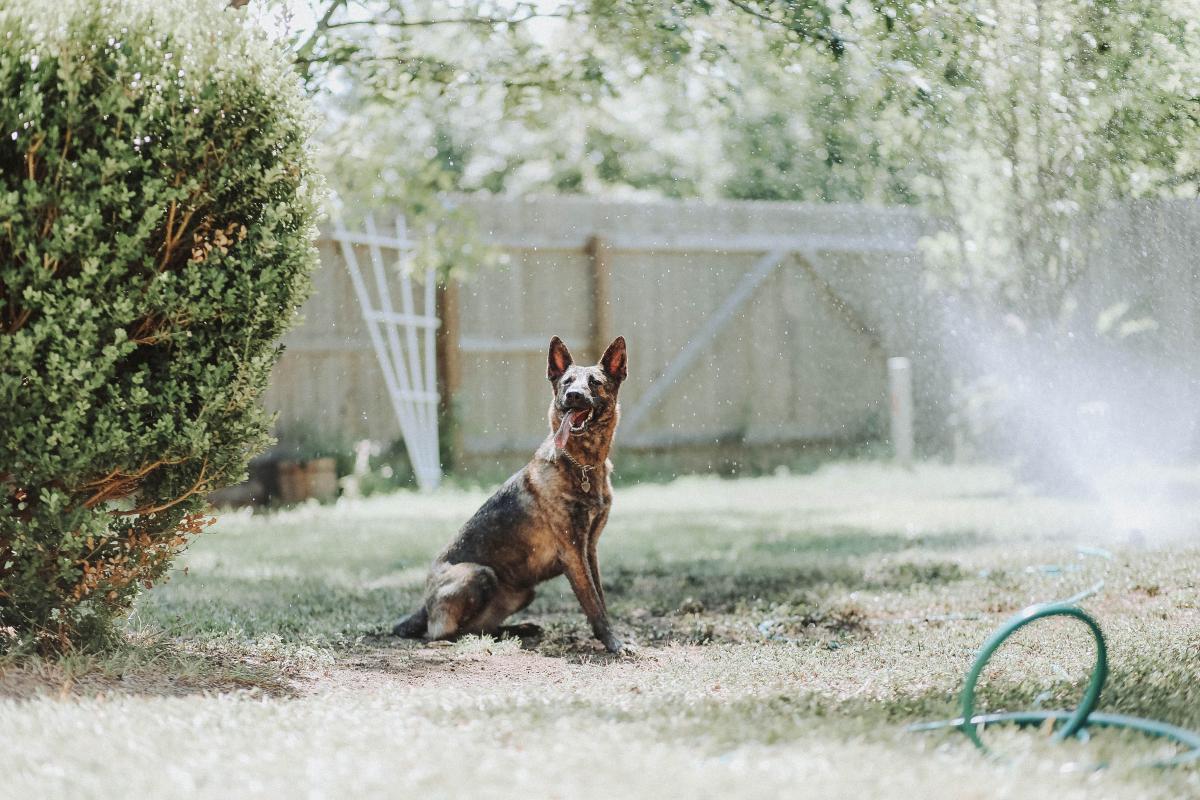 German Shepherd sitting in a backyard with sprinklers.