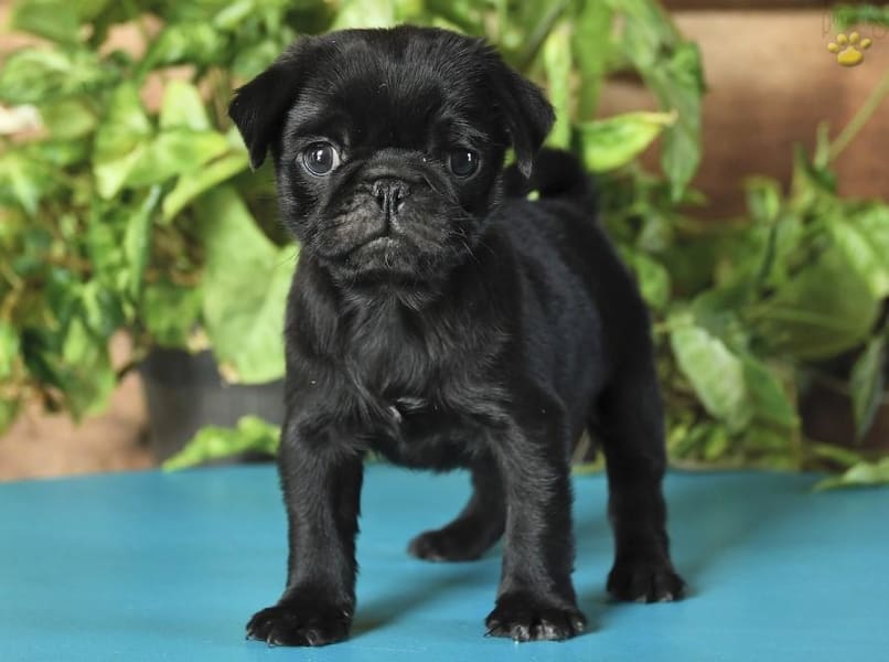 Littlest Pet Shop Dog Pug Puppy Brown Caramel with Green and Red Eyes 