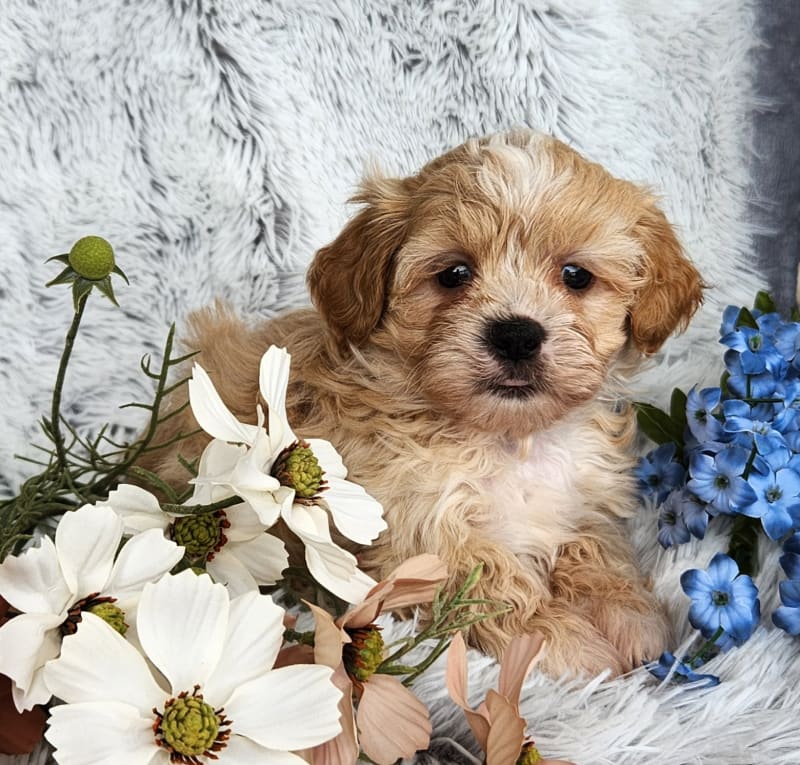 Carson ShihPoo Puppy for Sale in Dundee, OH Lancaster Puppies