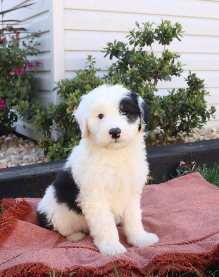 Sugar - Sheepadoodle Puppy for Sale in Quarryville, PA | Lancaster Puppies