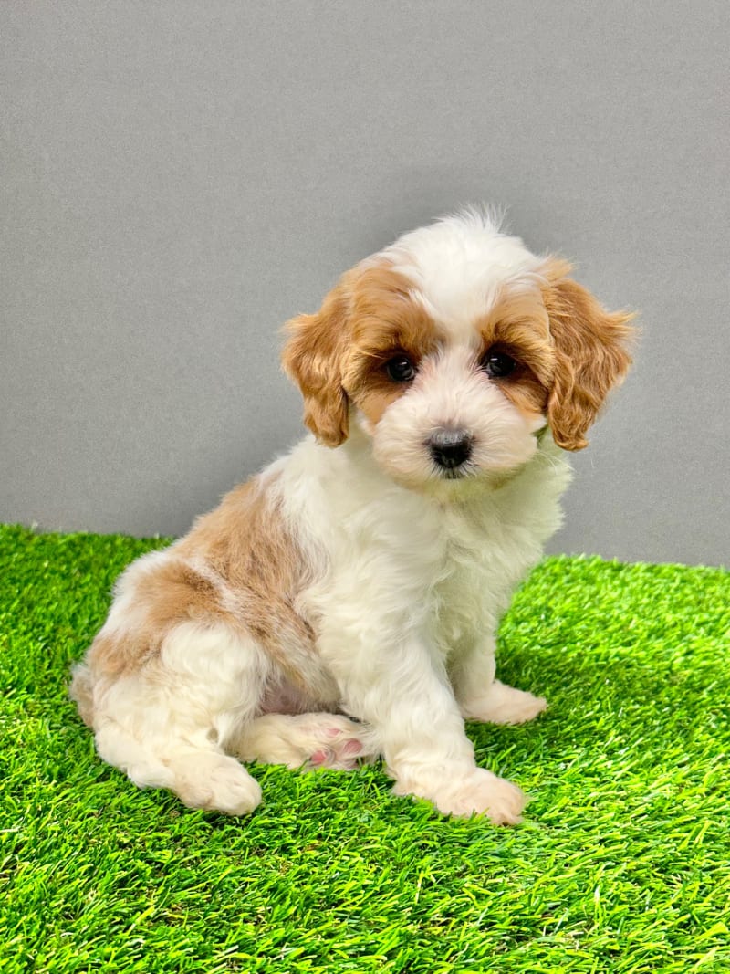 Molly Cavapoo Puppy for Sale in Dundee, OH Lancaster Puppies