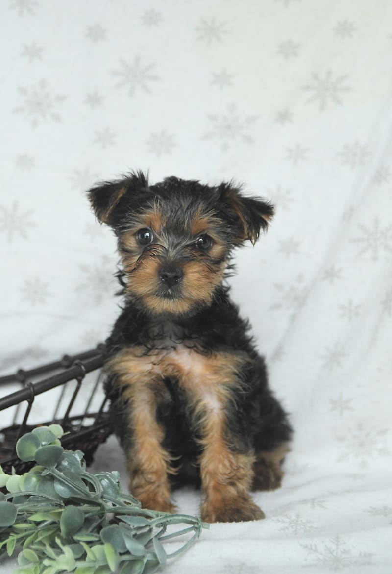 Dandy - Yorkshire Terrier Puppy for Sale in Manheim, PA | Lancaster Puppies